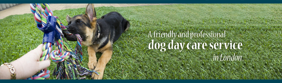 Helen's Dog Day Care Chiswick