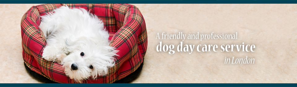 Helen's Dog Day Care Chiswick