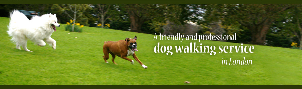 Helen's Dog Walking Chiswick
